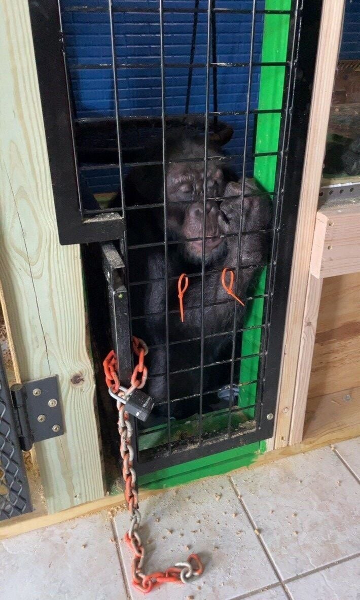 Tonka in basement cage